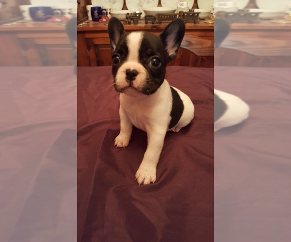 Medium Photo #8 French Bulldog Puppy For Sale in LAKE BUTLER, FL, USA