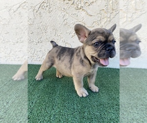 French Bulldog Puppy for sale in SIMI VALLEY, CA, USA
