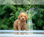 Puppy Peaches Goldendoodle (Miniature)