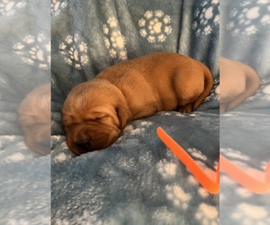 Labrador Retriever Puppy for sale in GORDONSVILLE, VA, USA