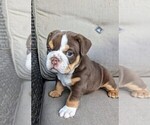 Puppy Chacka Bulldog