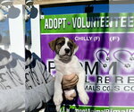 Small #4 Boxer Mix