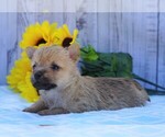 Small Photo #3 Cairn Terrier Puppy For Sale in FREDERICKSBG, OH, USA