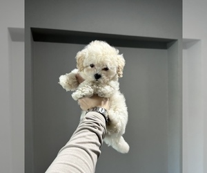 Poodle (Toy) Puppy for sale in CHARLOTTE, NC, USA