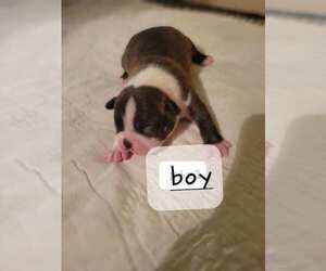 Boston Terrier Puppy for sale in SEATTLE, WA, USA