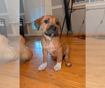 Small Photo #28 America Bandogge Mastiff Puppy For Sale in SNELLVILLE, GA, USA