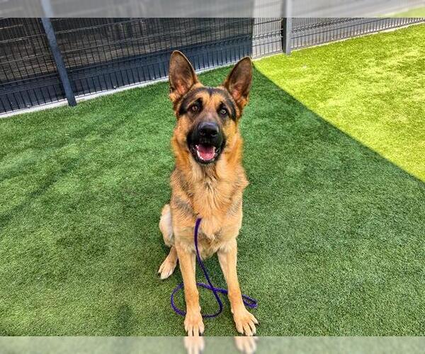 Medium Photo #1 German Shepherd Dog Puppy For Sale in Orange, CA, USA