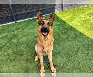 German Shepherd Dog Dogs for adoption in Orange, CA, USA