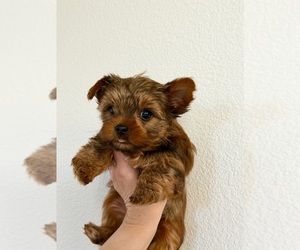 Yorkshire Terrier Puppy for sale in ROCKLIN, CA, USA