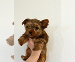 Small Yorkshire Terrier
