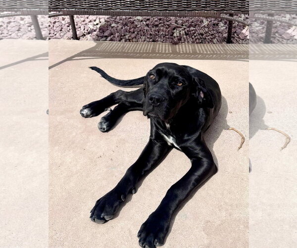 Medium Photo #4 Great Dane Puppy For Sale in Goodyear, AZ, USA