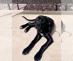 Small #3 Great Dane