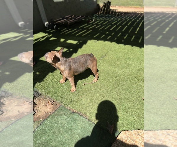Medium Photo #3 French Bulldog Puppy For Sale in SNELLVILLE, GA, USA