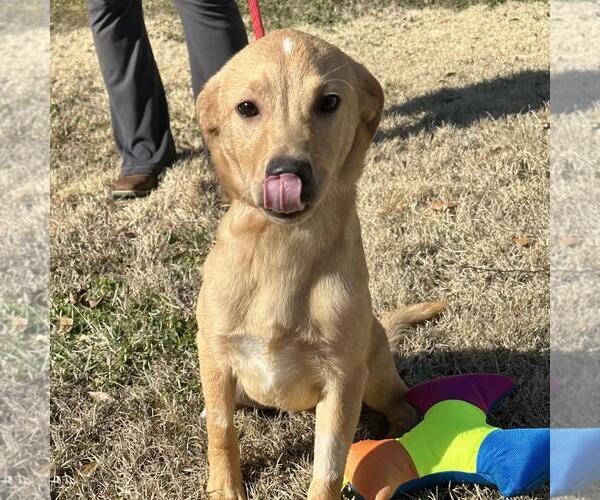 Medium Photo #2 Labrador Retriever-Unknown Mix Puppy For Sale in Yardley, PA, USA