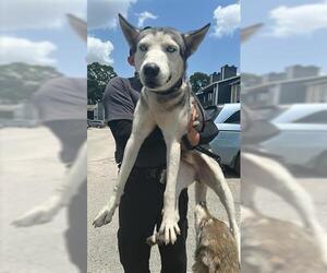 - Mix Dogs for adoption in Houston, TX, USA