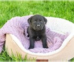 Small #4 Labrador Retriever