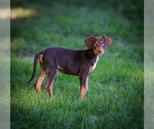 Medium Photo #2 Doberman Pinscher-Unknown Mix Puppy For Sale in Minneaoplis, MN, USA