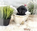 Puppy Misty Labrador Retriever
