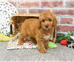 Small #5 Goldendoodle-Poodle (Toy) Mix
