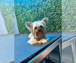 Small Photo #1 Yorkshire Terrier Puppy For Sale in SAN BERNARDINO, CA, USA