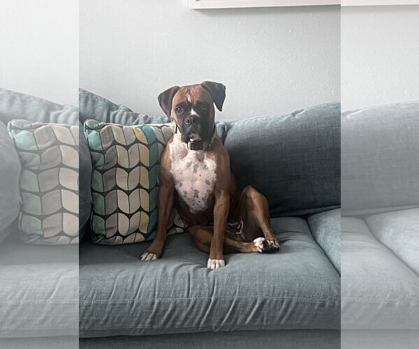 Medium Photo #4 Boxer Puppy For Sale in  Katy, TX, USA