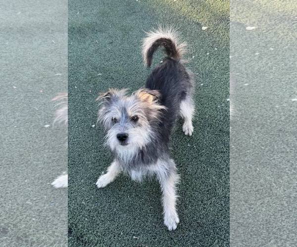 Medium Photo #9 Mutt Puppy For Sale in La Verne, CA, USA