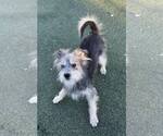 Small #8 Mutt