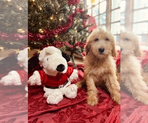 Goldendoodle Puppy for Sale in NEOLA, West Virginia USA