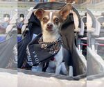 Small #2 Chihuahua
