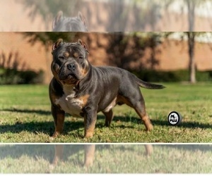 Father of the American Bully puppies born on 12/26/2021