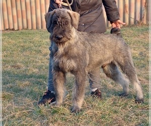 Schnauzer (Giant) Puppy for sale in Hatvan, Heves, Hungary