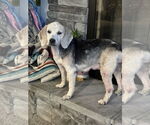 Small #1 Beagle Mix