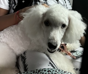 Poodle (Toy) Puppy for sale in STOCKBRIDGE, GA, USA