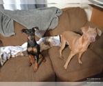 Puppy Blondie  Teddy Miniature Pinscher