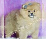 Small Photo #76 Pomeranian Puppy For Sale in WARSAW, IN, USA