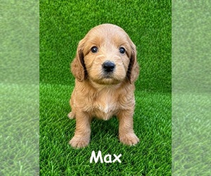 Golden Retriever-Unknown Mix Puppy for sale in CHULA VISTA, CA, USA