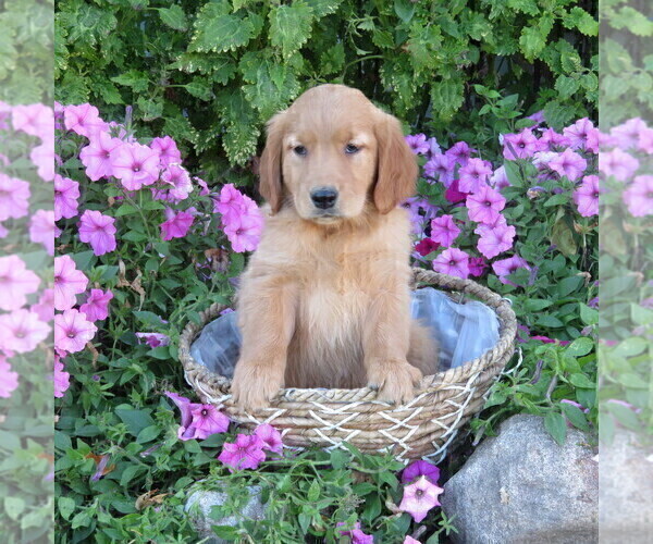 Medium Photo #3 Golden Retriever Puppy For Sale in THORP, WI, USA