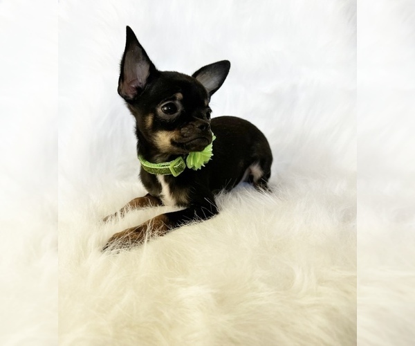 Medium Photo #4 Chihuahua Puppy For Sale in SACRAMENTO, CA, USA