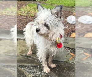 Mutt Dogs for adoption in Warrenton, VA, USA