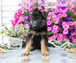 Medium German Shepherd Dog