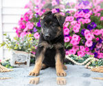Puppy Lily German Shepherd Dog