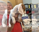 Small #6 Dachshund