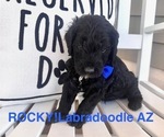 Puppy 8 Labradoodle