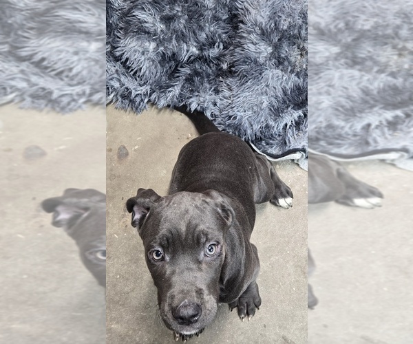 Medium Photo #1 Cane Corso Puppy For Sale in EAST HAMPTON, CT, USA