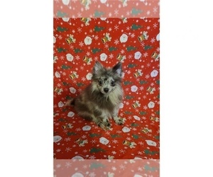 Pomeranian Puppy for sale in CLARKSVILLE, TN, USA