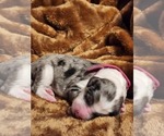 Small Photo #30 Sheepadoodle Puppy For Sale in LEHI, UT, USA