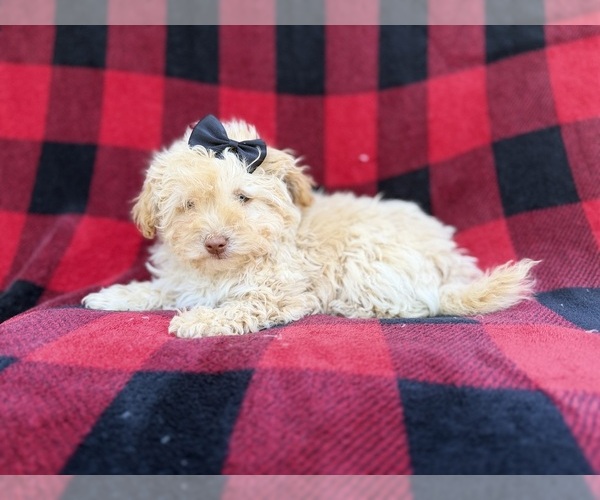 Medium Photo #2 Havapoo Puppy For Sale in LAKELAND, FL, USA