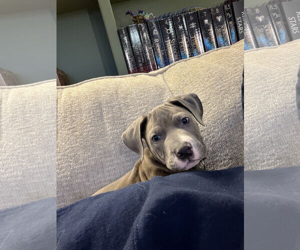 Medium Photo #5 Mutt Puppy For Sale in St. Louis Park, MN, USA