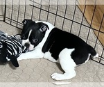 Small Photo #7 Boston Terrier Puppy For Sale in GLOUCESTER, VA, USA