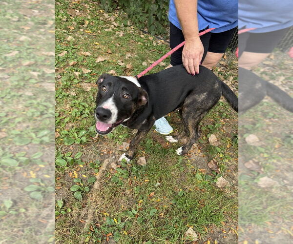 Medium Photo #2 Mutt Puppy For Sale in Elmsford, NY, USA